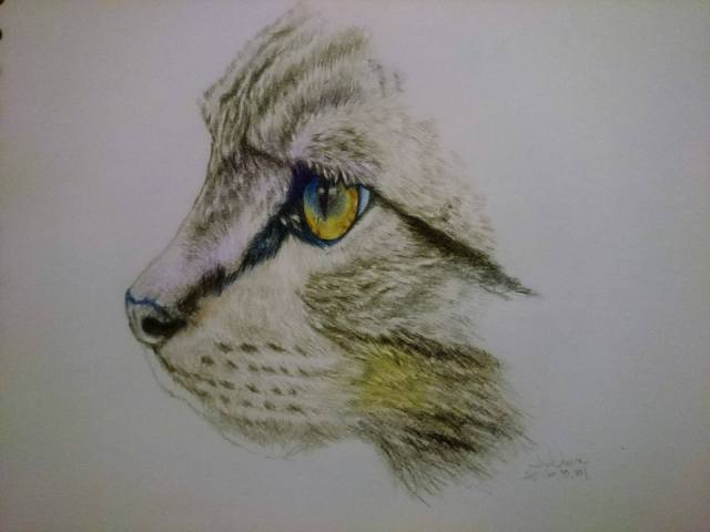 12919903_10153710665551137_2858648402566936204_n